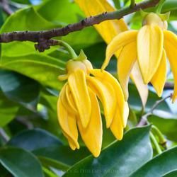 Close-Up of Vibrant Yellow Flowers Hanging from A Branch — Crystal Cauldron In South Mackay, QLD