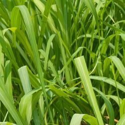 Green Grass — Crystal Cauldron In South Mackay, QLD
