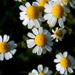 Daisies — Crystal Cauldron In South Mackay, QLD