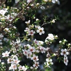 Delicate White Flowers with Pinkish Centers Bloom — Crystal Cauldron In South Mackay, QLD