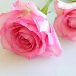 Two Pink Roses with Soft Petals — Crystal Cauldron In South Mackay, QLD