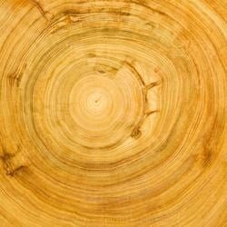 Close-Up of A Cross-Section of Wood — Crystal Cauldron In South Mackay, QLD