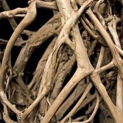 Intricate, Intertwined Branches and Roots — Crystal Cauldron In South Mackay, QLD