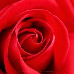 Close-Up of A Vibrant Red Rose — Crystal Cauldron In South Mackay, QLD