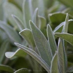 Close-Up of Soft, Velvety Green Sage Leaves — Crystal Cauldron In South Mackay, QLD
