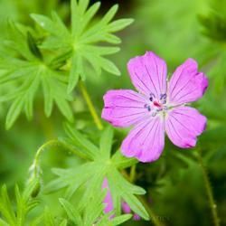 Delicate Pink Wildflower Surrounded by Bright Green — Crystal Cauldron In South Mackay, QLD
