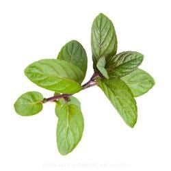 A Sprig of Fresh Mint Leaves with Vibrant Green Color — Crystal Cauldron In South Mackay, QLD