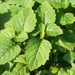 Close-Up of Vibrant Green Mint Leaves — Crystal Cauldron In South Mackay, QLD