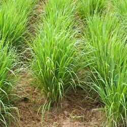 Lush Green Grass Growing in Neatly Organized Rows — Crystal Cauldron In South Mackay, QLD