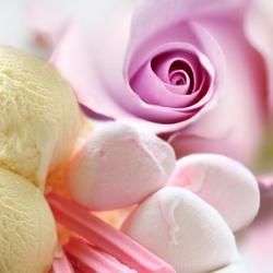 Close-Up of A Delicate Pink Rose — Crystal Cauldron In South Mackay, QLD