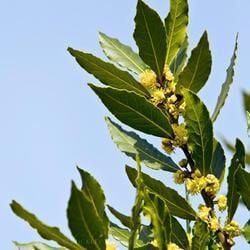 Close-Up of Laurel Tree Leaves — Crystal Cauldron In South Mackay, QLD