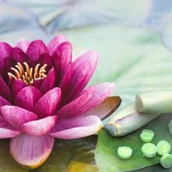 A Vibrant Pink Water Lily with Yellow Stamens — Crystal Cauldron In South Mackay, QLD
