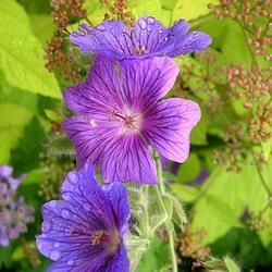 Three Vibrant Purple Flowers with Intricate Veins — Crystal Cauldron In South Mackay, QLD