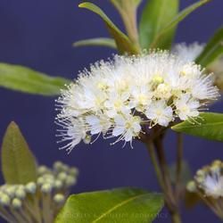 Delicate Cluster of White Flowers — Crystal Cauldron In South Mackay, QLD