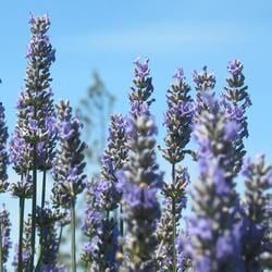 A Close-Up of Vibrant Lavender Flowers — Crystal Cauldron In South Mackay, QLD