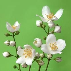 Delicate White Flowers with Yellow Centers — Crystal Cauldron In South Mackay, QLD