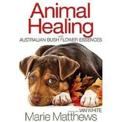Animal Healing — Crystal Cauldron In South Mackay, QLD