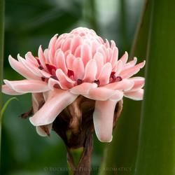 A Close-Up of A Pink Ginger Flower — Crystal Cauldron In South Mackay, QLD
