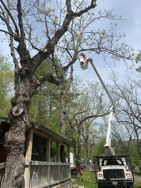 A man is cutting a tree with a crane in front of a house.