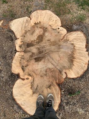 A person is standing next to a large tree stump.