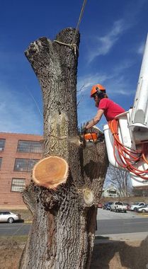 A man is standing next to a large tree stump with a chainsaw.