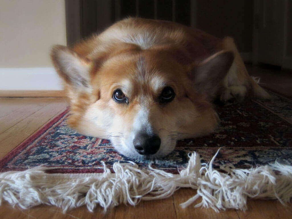 Corgi lying on a rug with its chin on the floor, looking calmly at the camera.