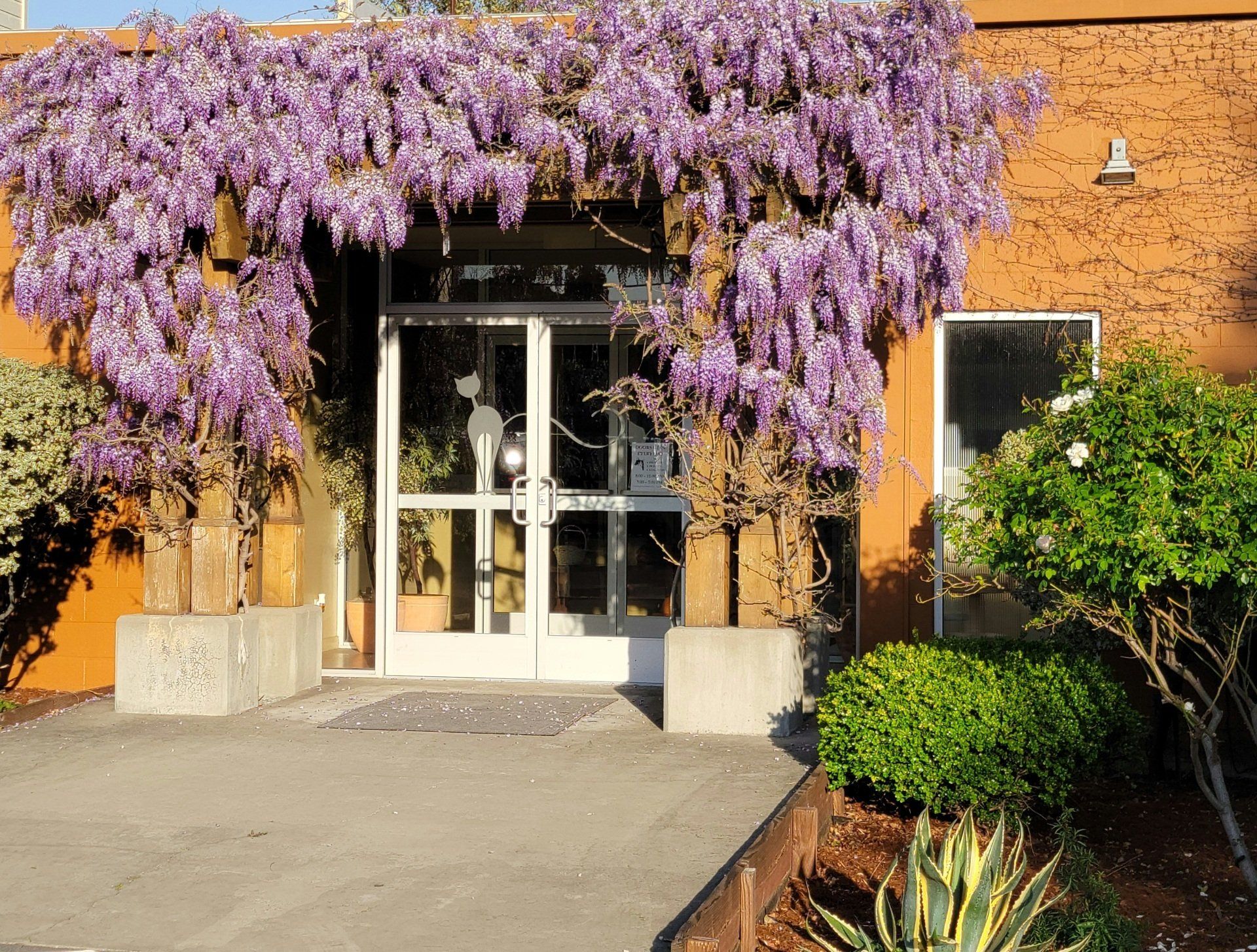 Cat's Cradle Boarding & Grooming 1