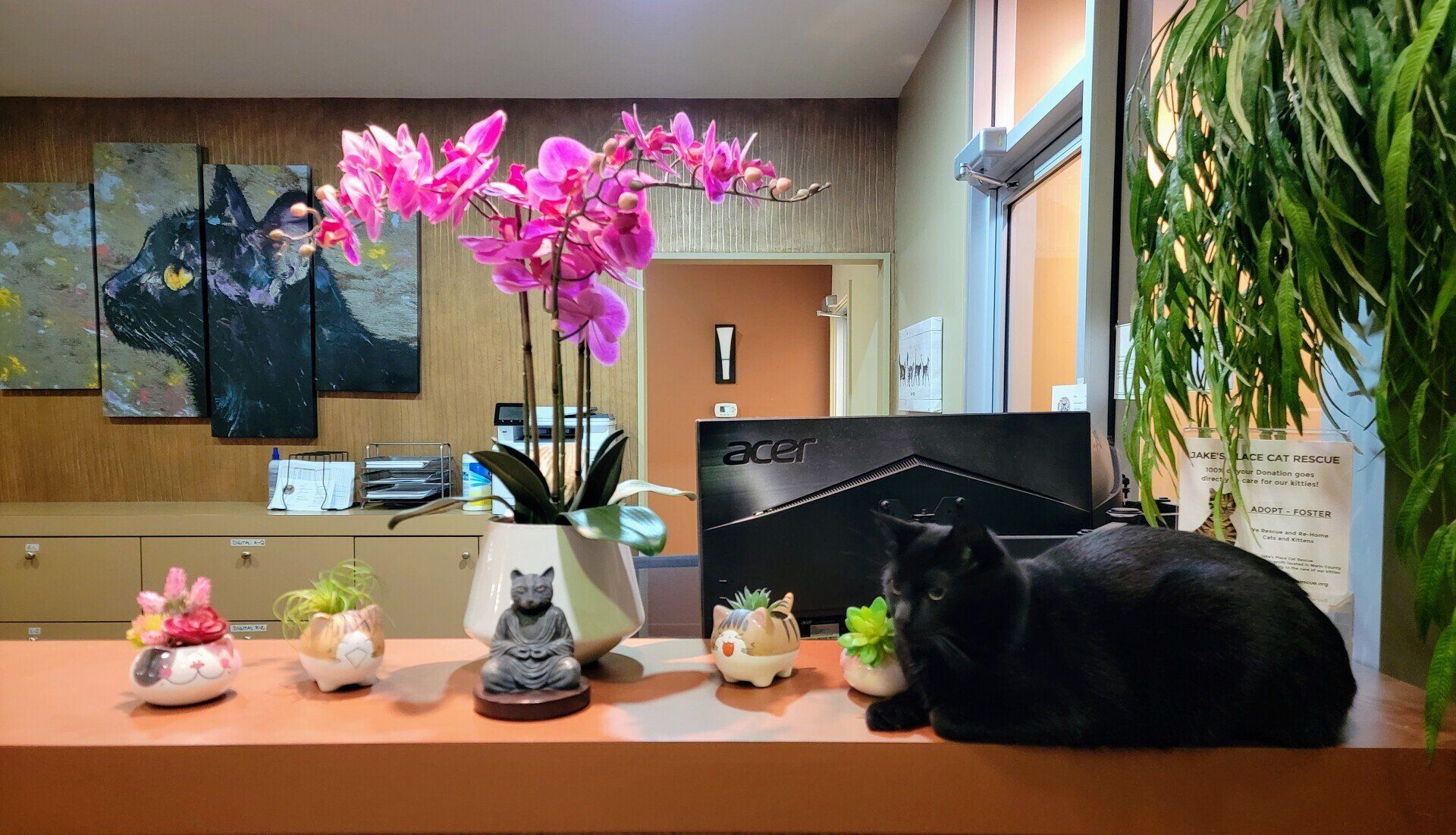 Cat's Cradle Boarding & Grooming 2