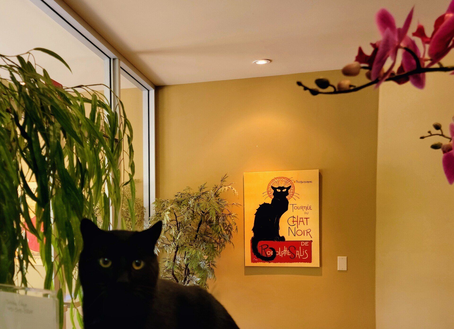 Cat's Cradle Boarding & Grooming 3