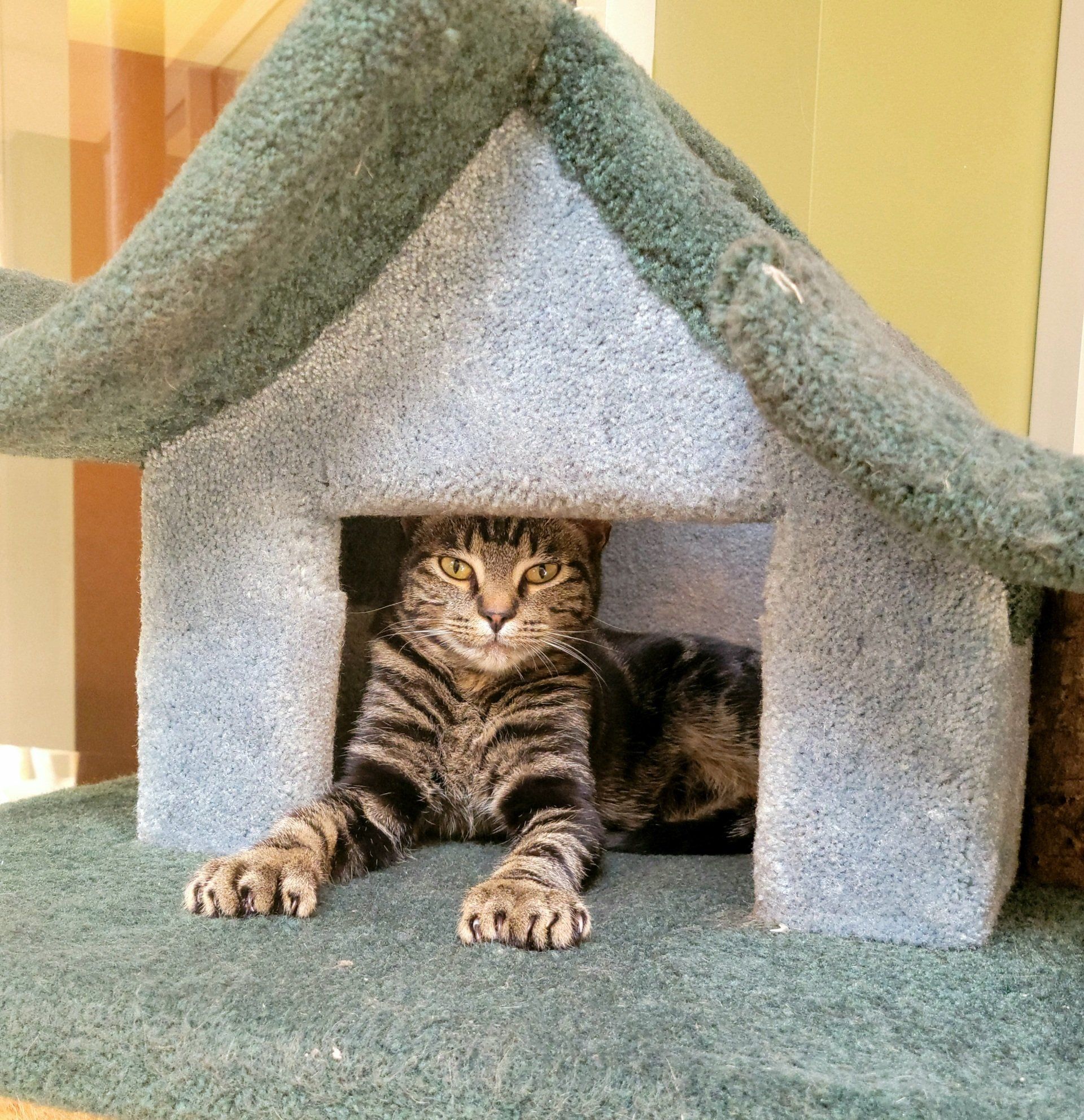 Cat's Cradle Boarding & Grooming 7