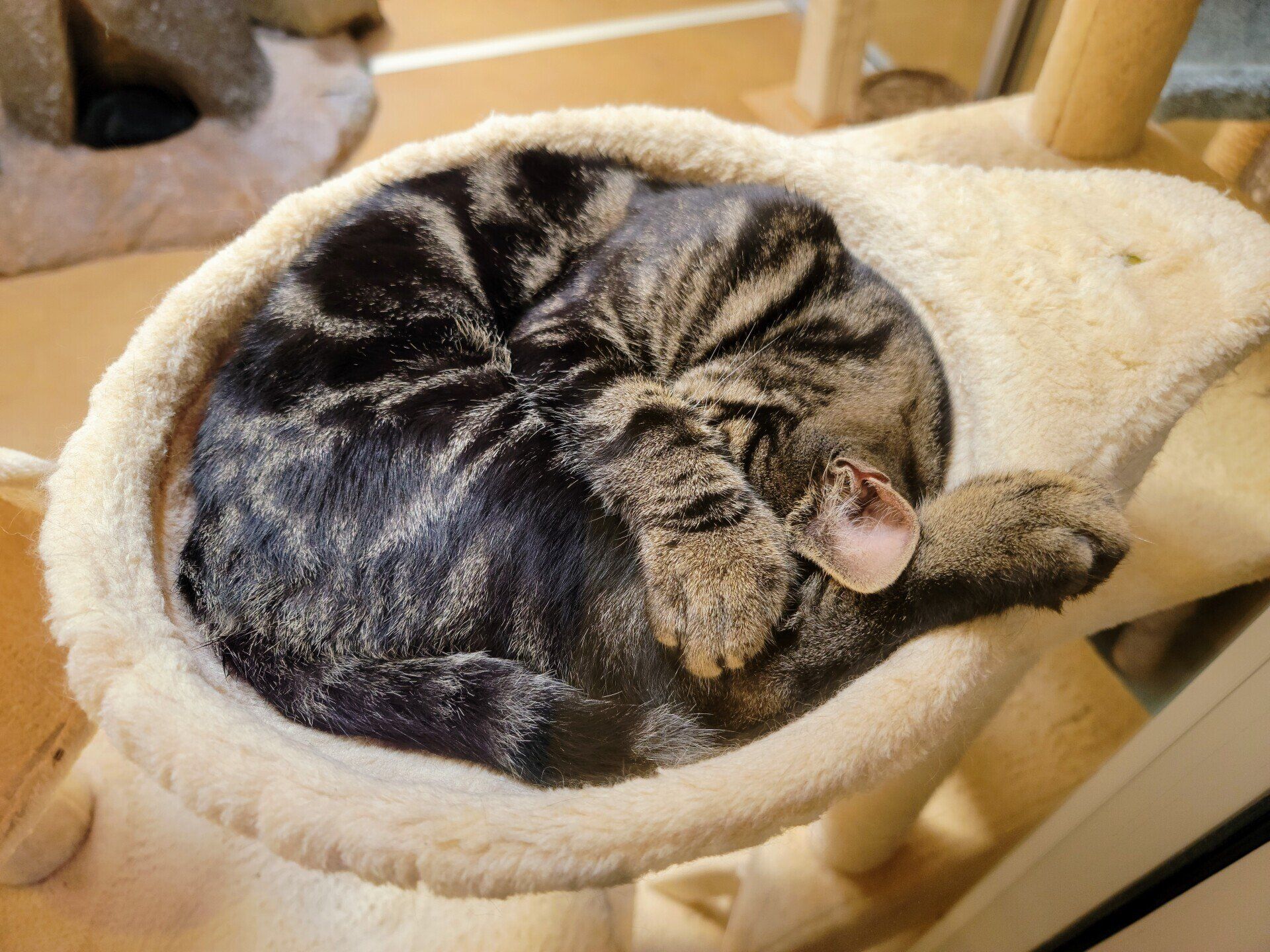 Cat's Cradle Boarding & Grooming 8