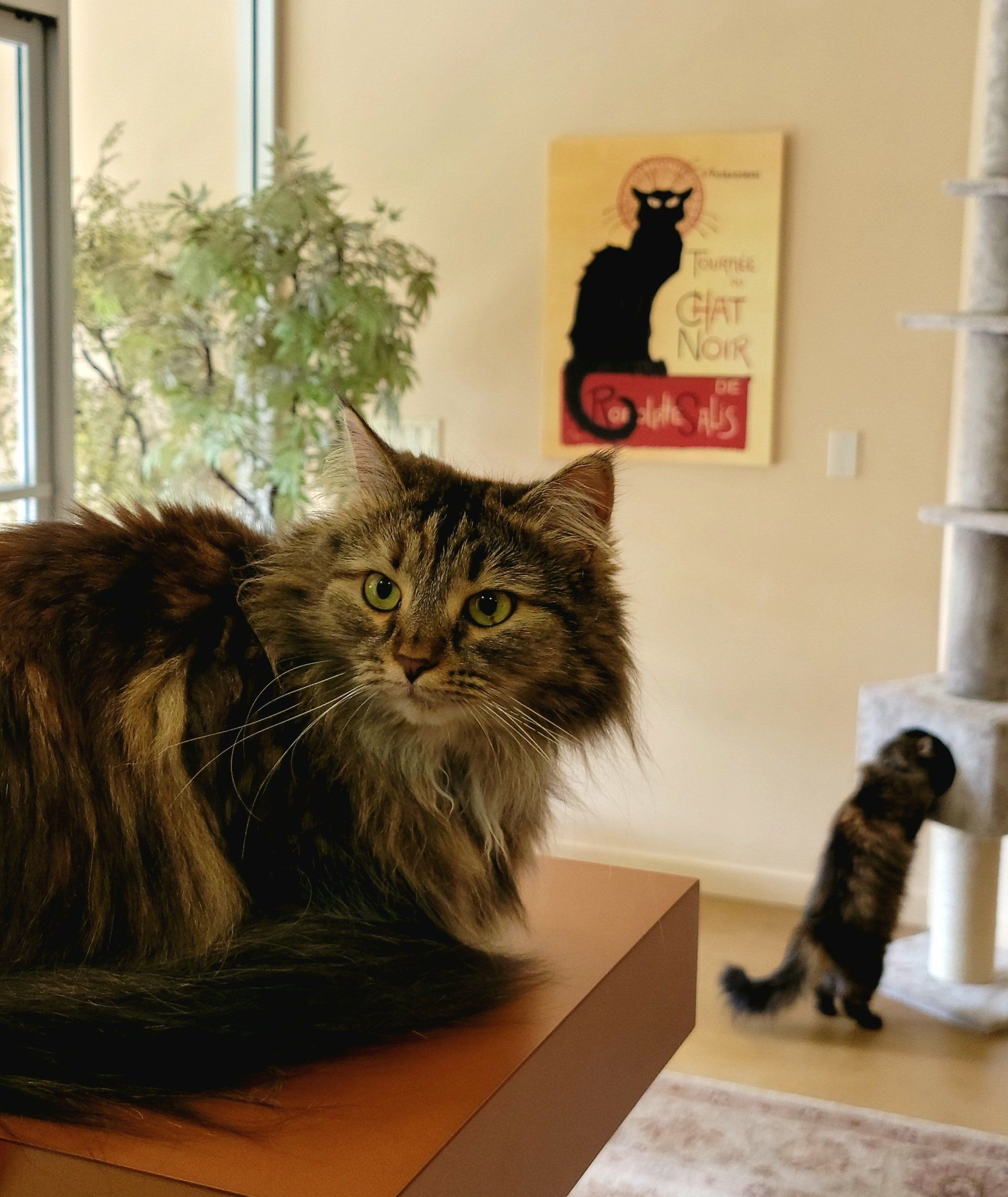 Cat's Cradle Boarding & Grooming 6