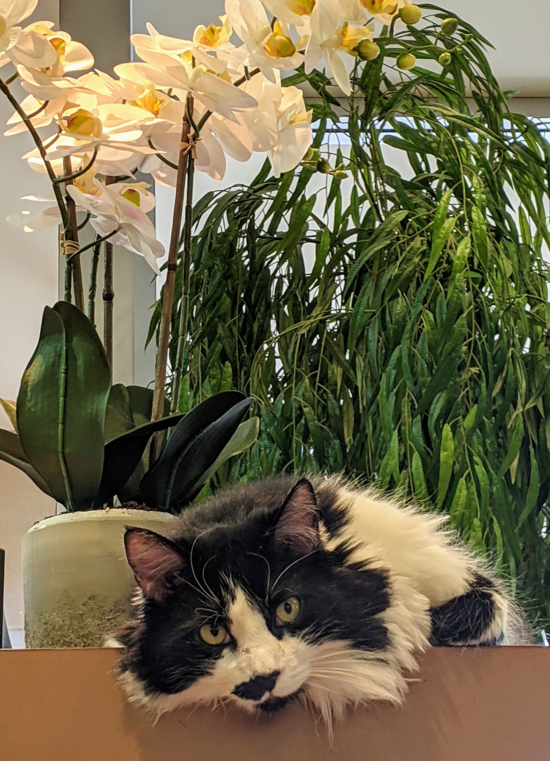 Cat's Cradle Boarding & Grooming 4