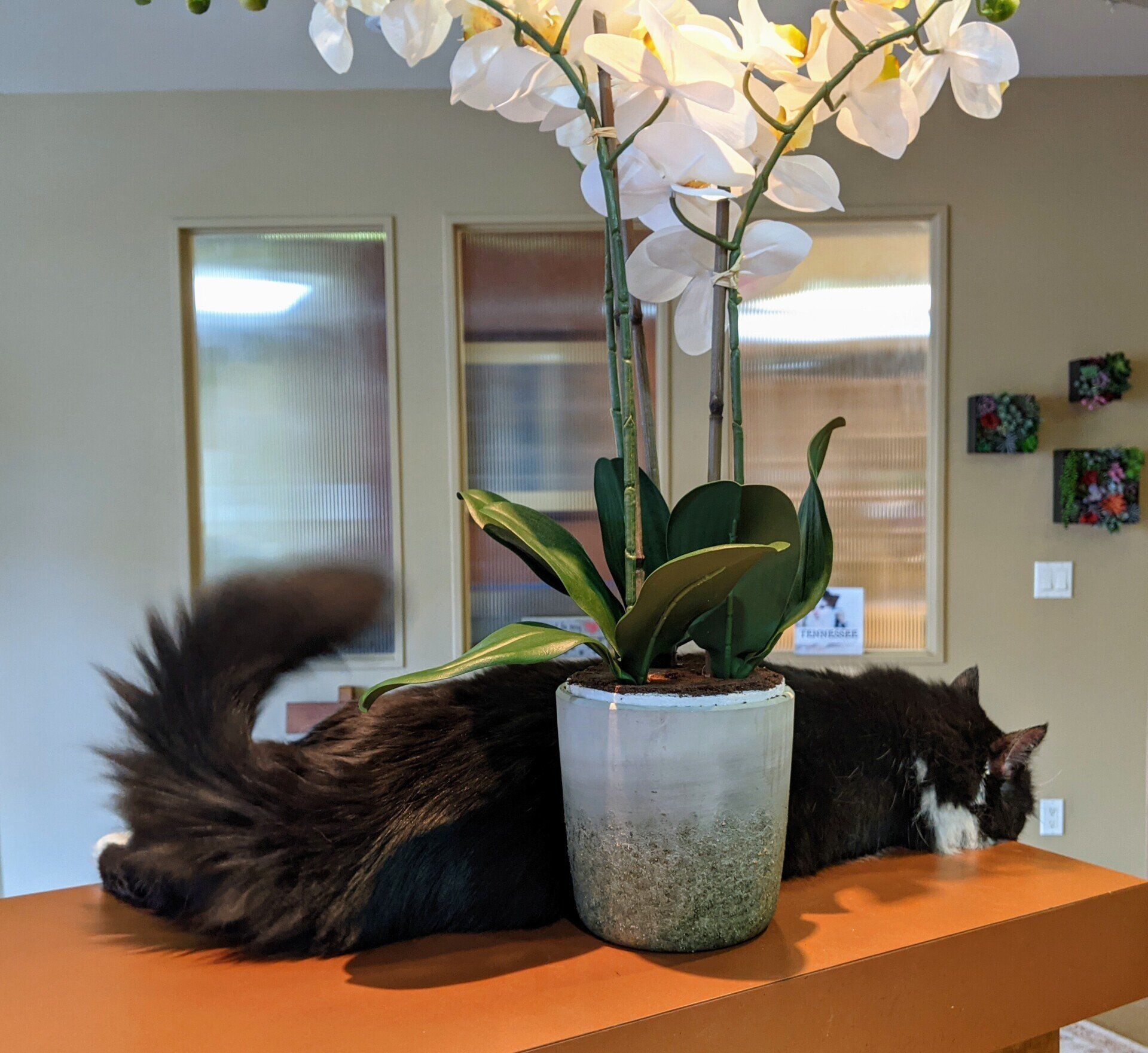 Cat's Cradle Boarding & Grooming 5