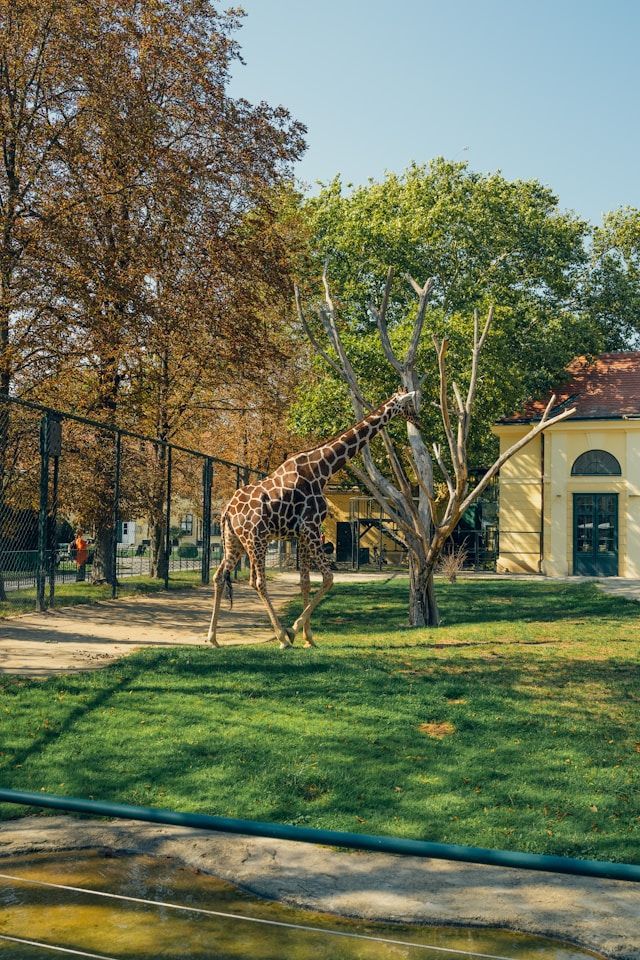 Schönbrunn Zoo Vienna – world’s oldest operating zoo in the palace gardens