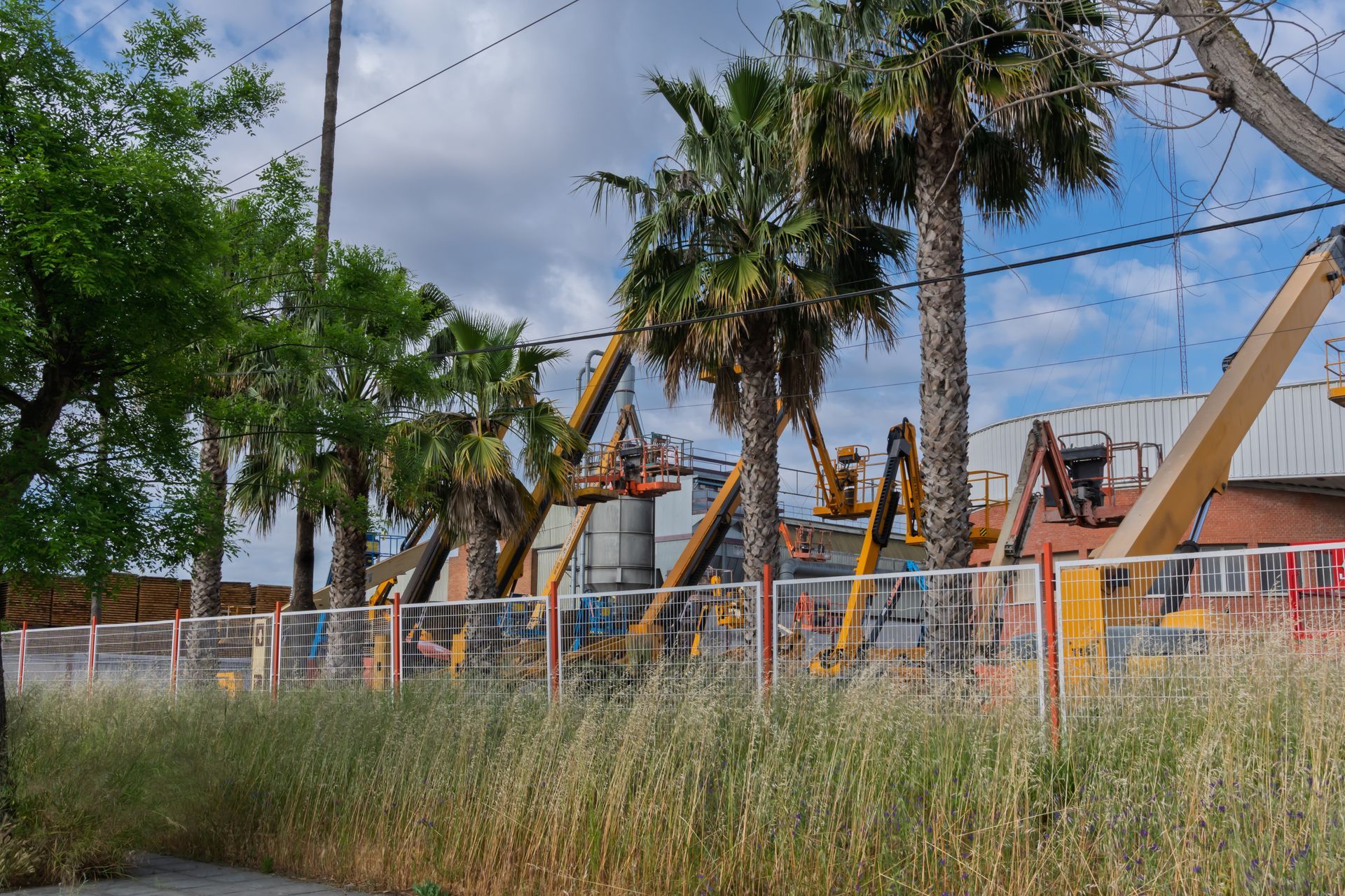 Several yellow lift machines trimming palm trees behind a fence and tall grass.