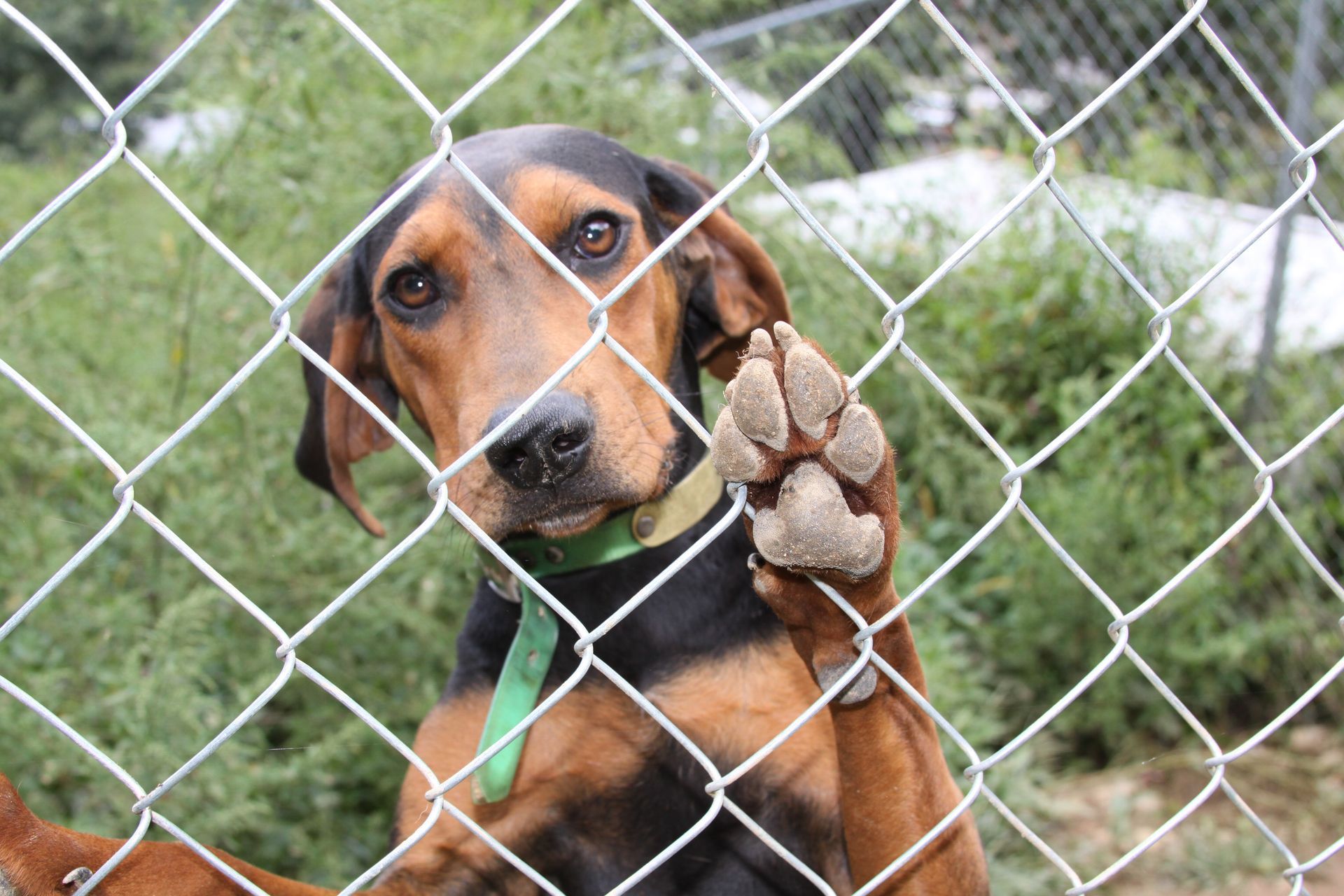 Dog with brown and black fur looks through a chain-link fence, paw resting on the wire.