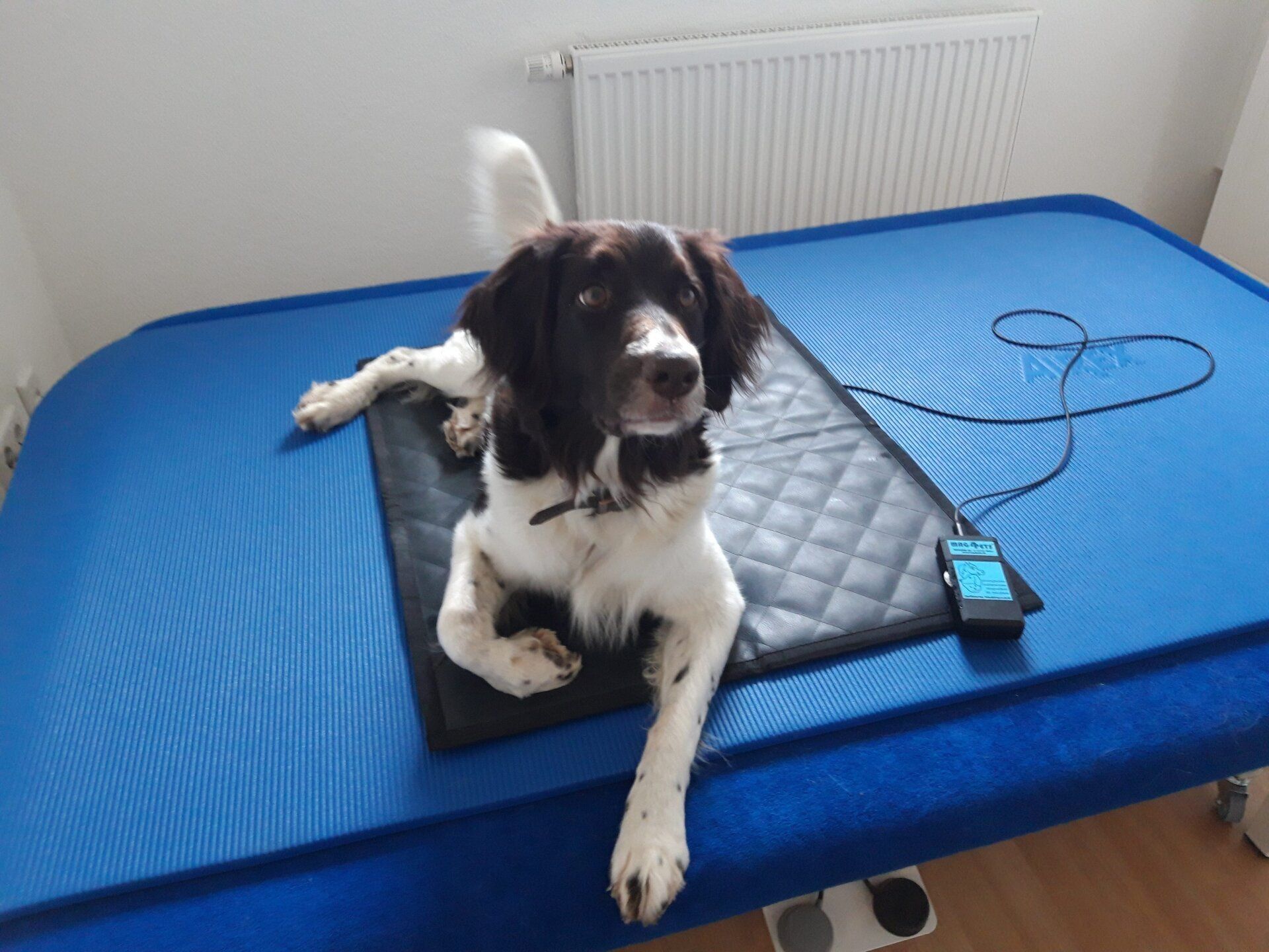 Magnetfeldtherapie Hund Schwabach