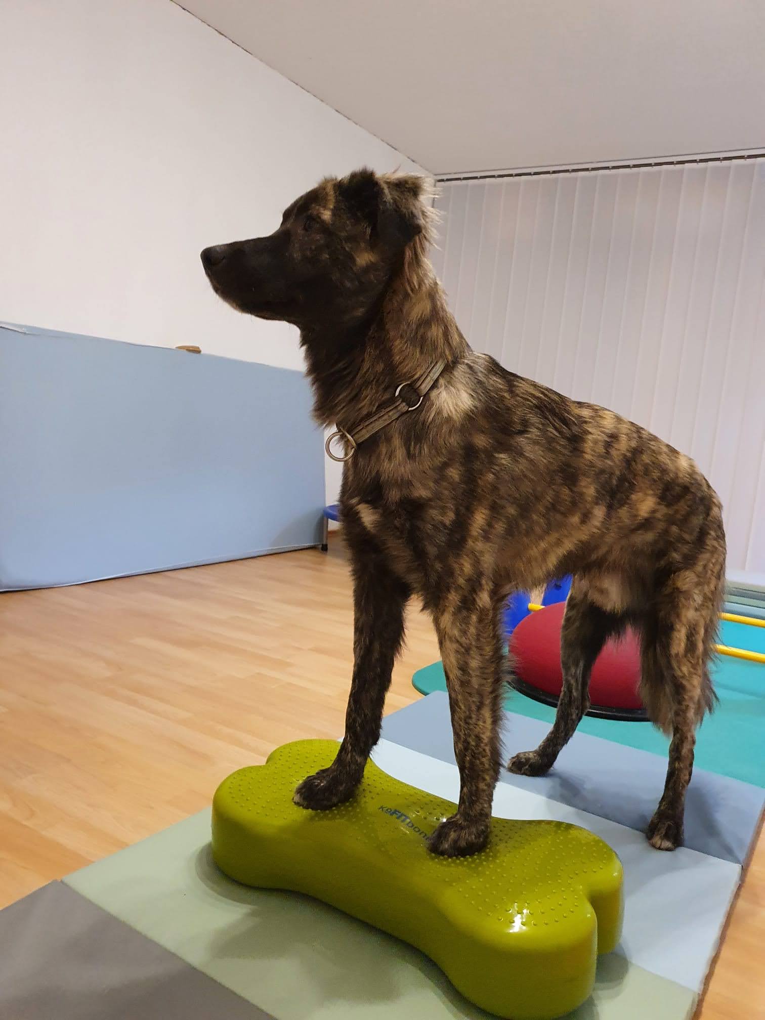 Hundephysiotherapiepraxis Schwabach
