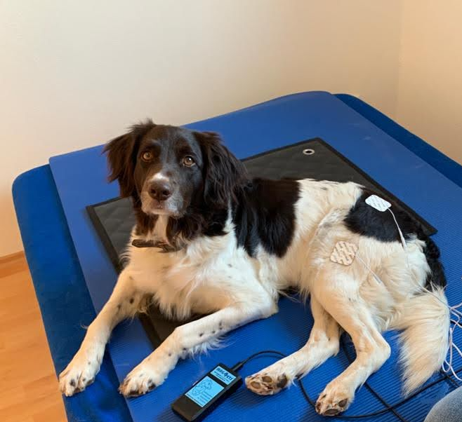 Elektrotherapie Hund Schwabach