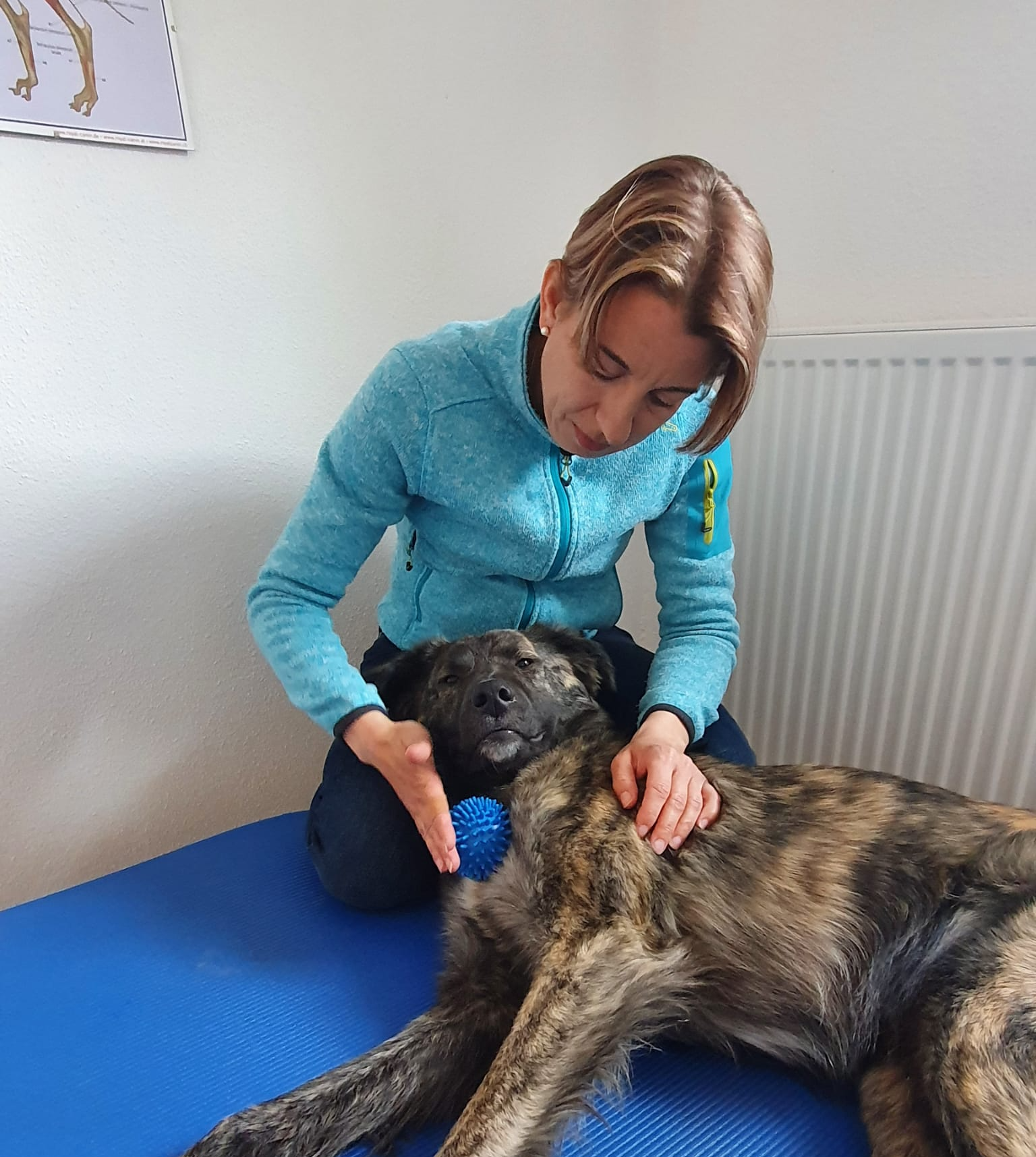 Hundephysiotherapie Schwabach