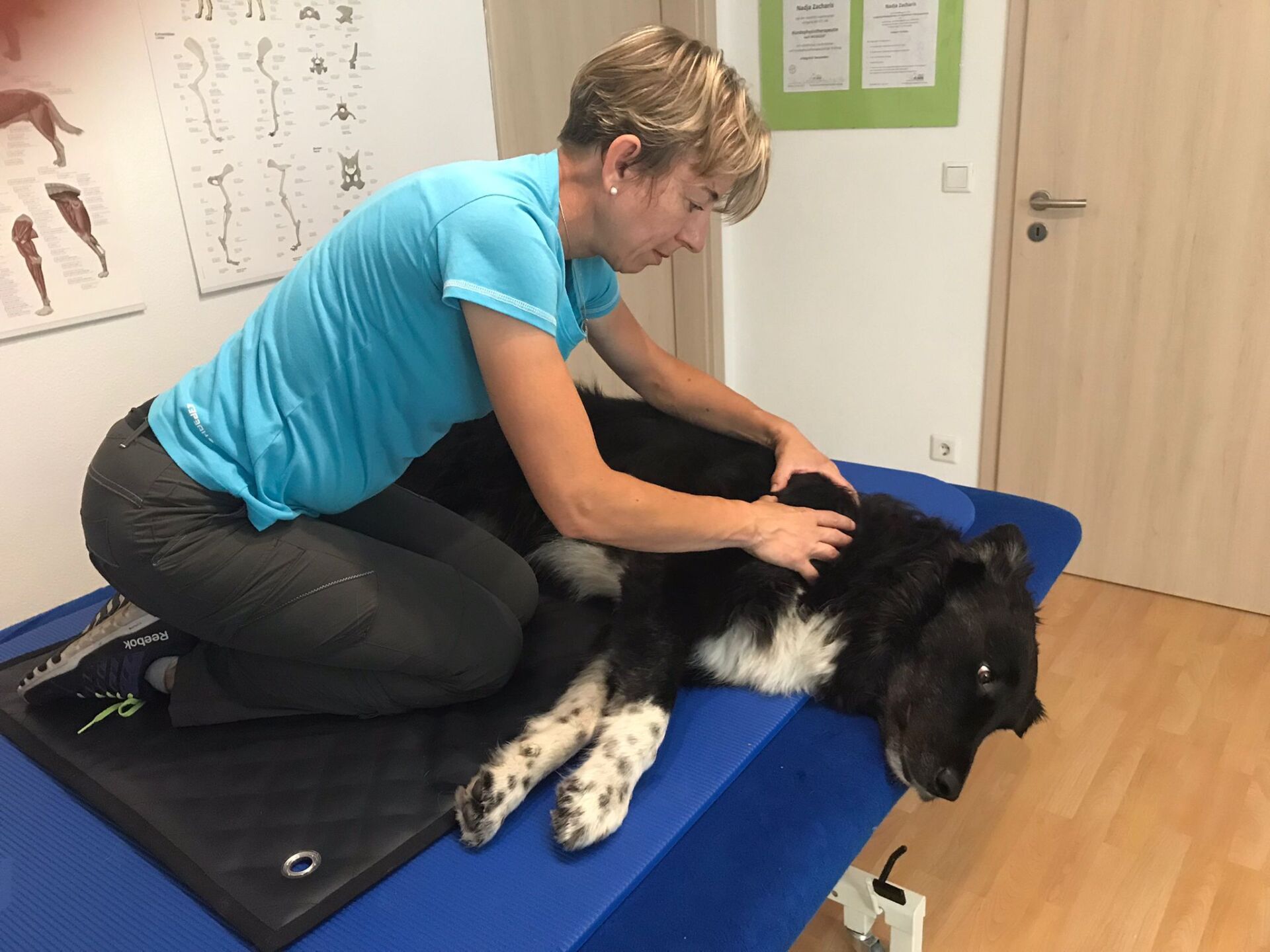 Osteopathie Hund Schwabach