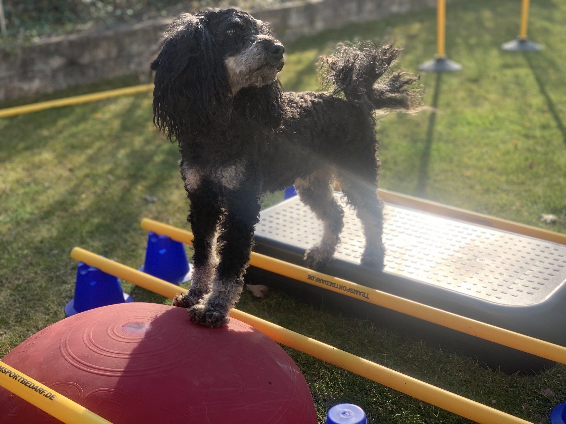 Hundephysio Schwabach