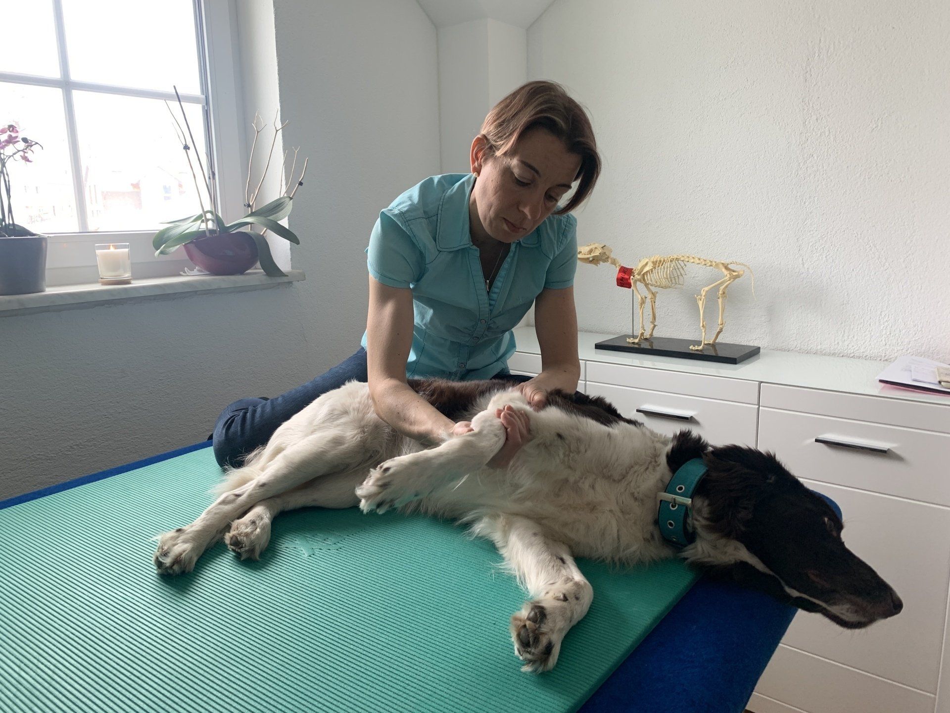 Manuelle Therapie Hund Schwabach