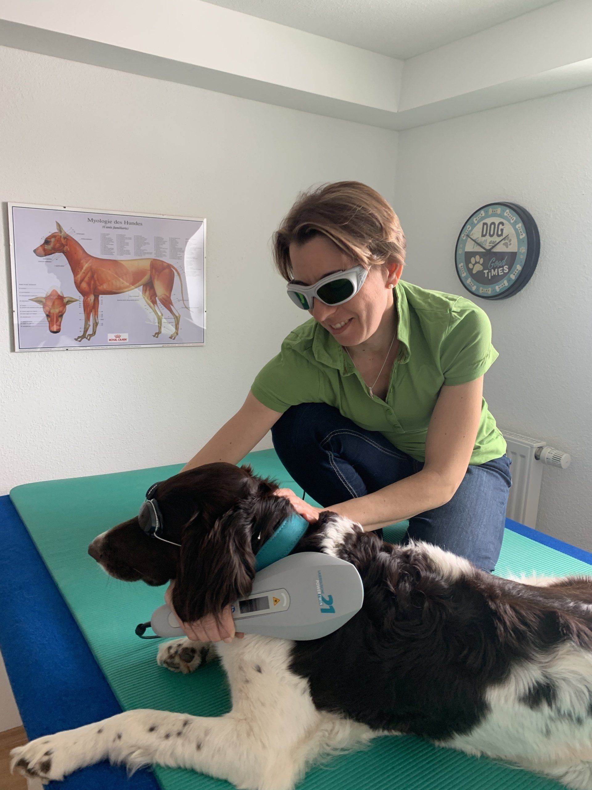 Lasertherapie Hund Schwabach