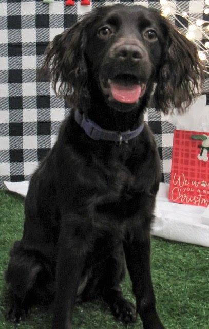 A black dog is sitting on the grass with its tongue out.