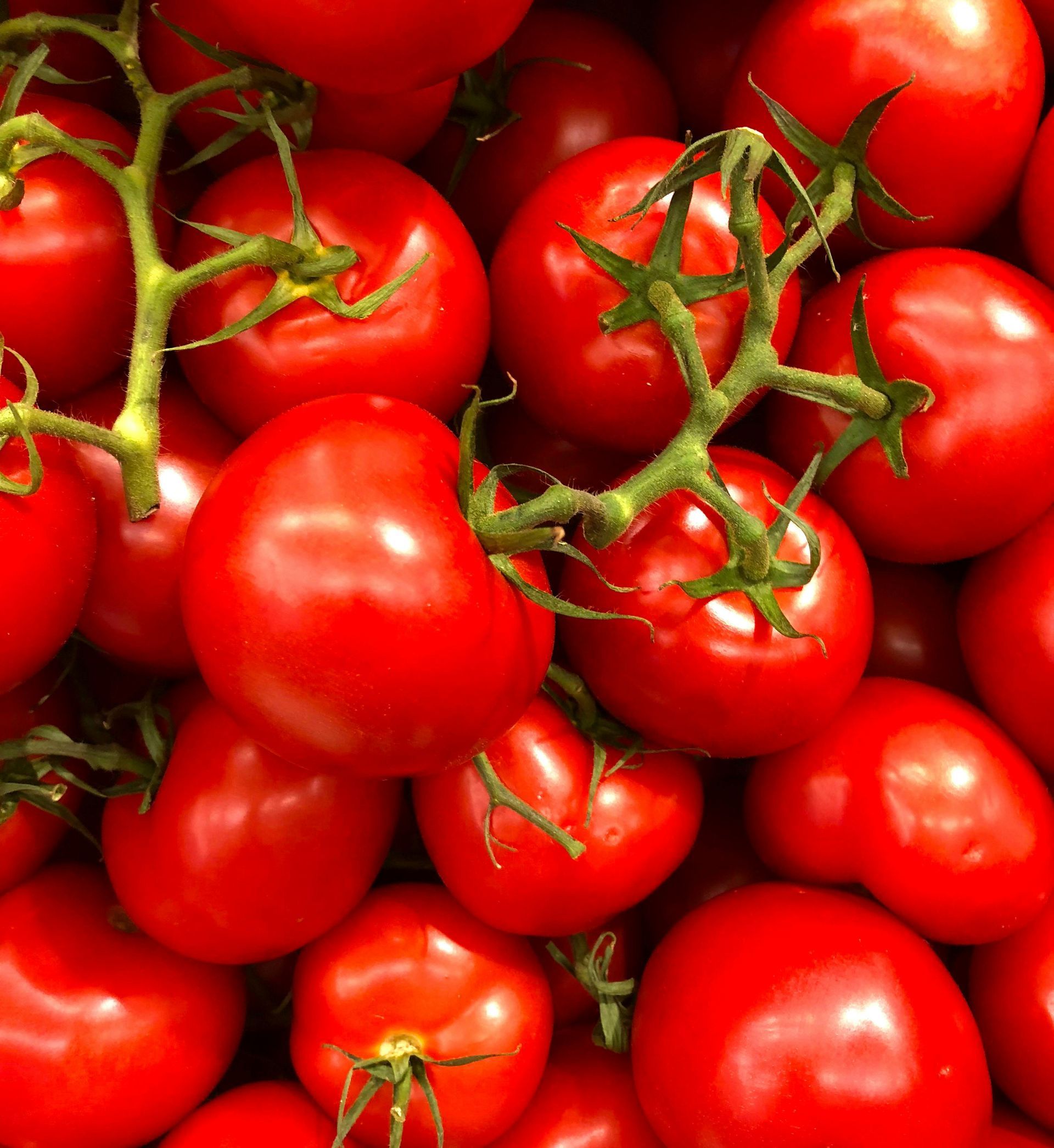 Red tomatoes on the vine, close-up shot, bright and fresh, ready to eat.