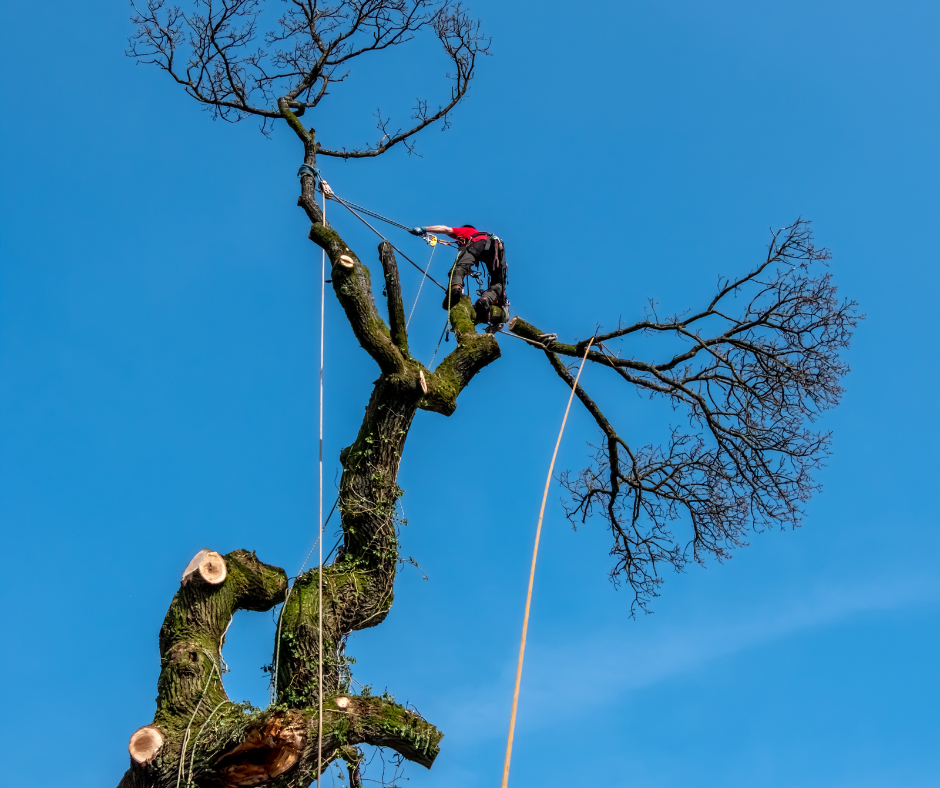 Tree Lopper Brisbane