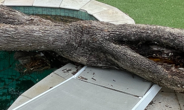 emergency tree removal nathan