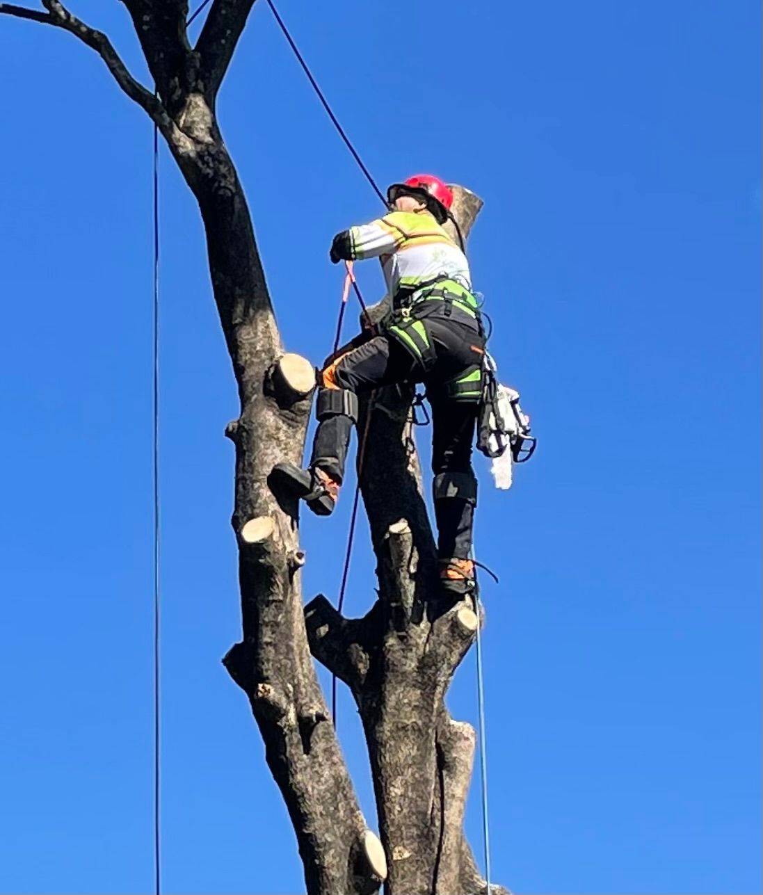 Tree Services Lopping Trimming & Pruning All Suburbs 0466 995